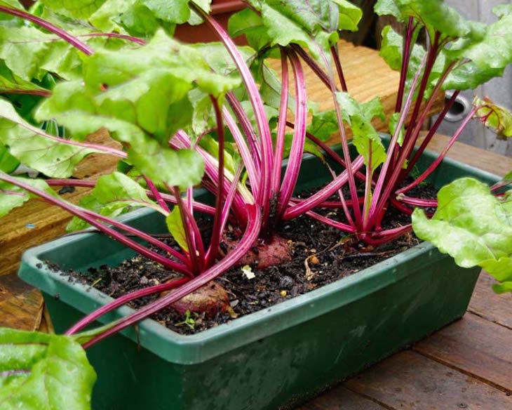 topBetaVulgarisBeetrootPot700