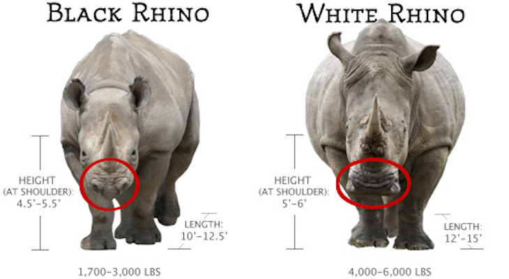 Top 10 Differences Between the 5 Rhino Species