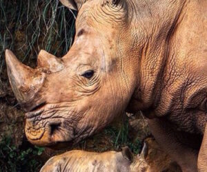 Top 10 Differences Between the 5 Rhino Species
