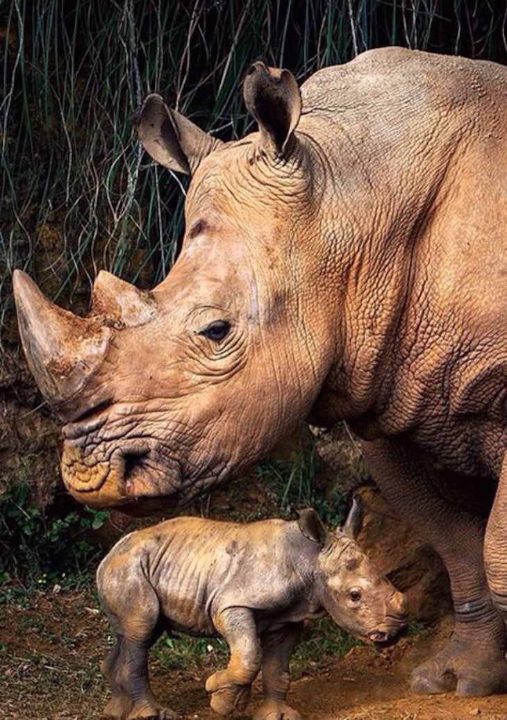 TOP 10 Differences Between the 5 Rhino Species | Top Inspired