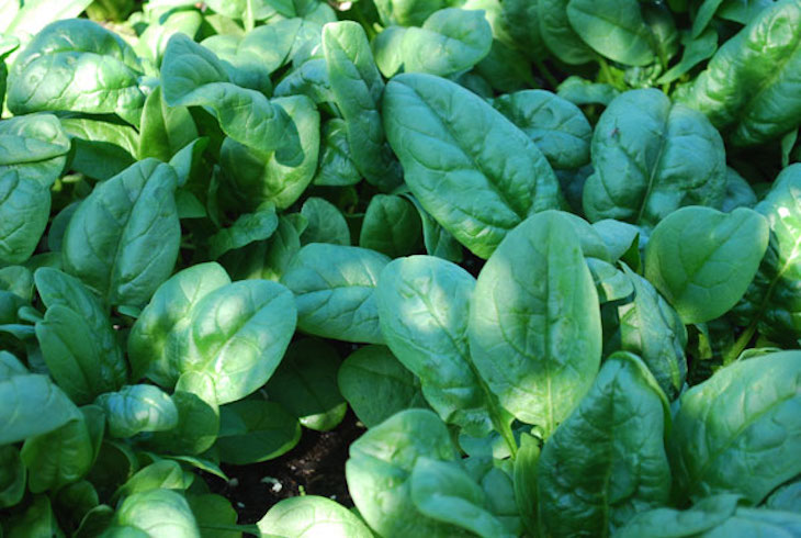 topgrowing-spinach1-lg