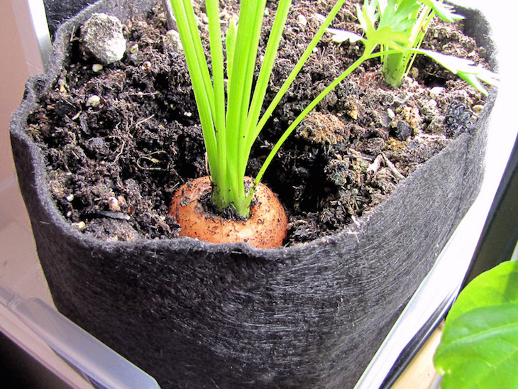 topindoor-vegetable-gardening-harvest-carrots-bucolic-bushwick-pot-harvest-carrot-indoor-design-ideas