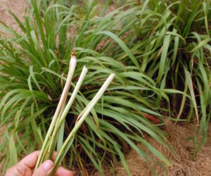 Top 10 Tips On How To Grow Your Own Lemongrass