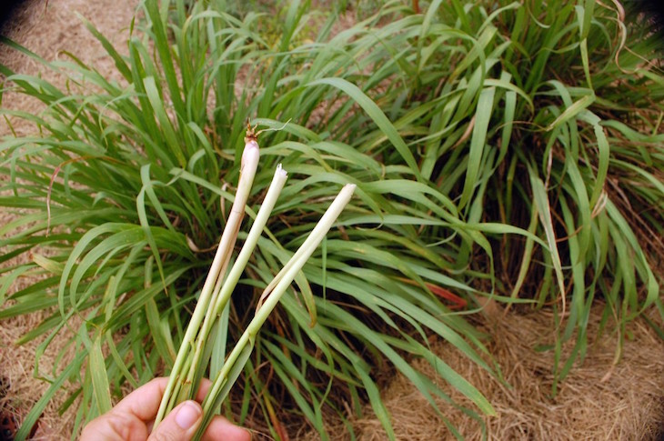 TOP 10 Tips On How To Grow Your Own Lemongrass | Top Inspired