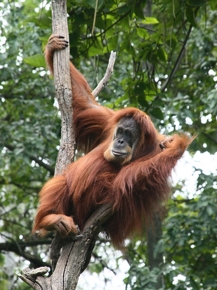 top800px-SUMATRAN_ORANGUTAN