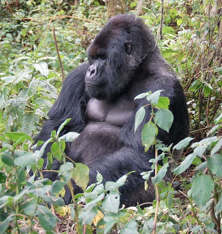 top800px-Susa_group_mountain_gorilla