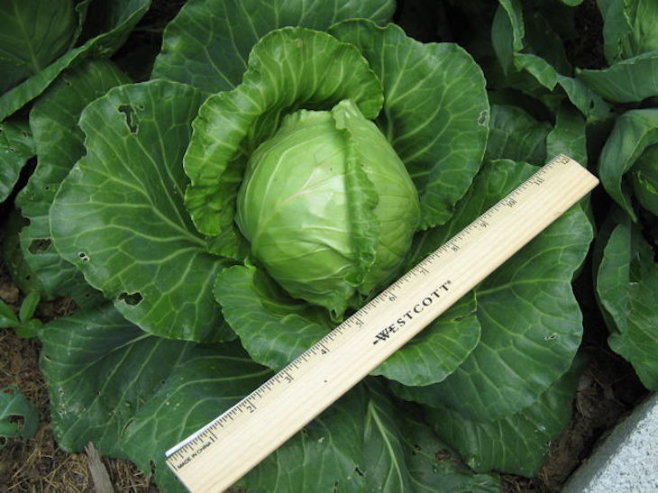 topCabbage-miniature_1