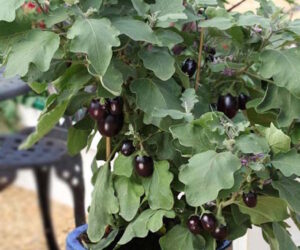 Top 10 Miniature Vegetables to Grow in Pots