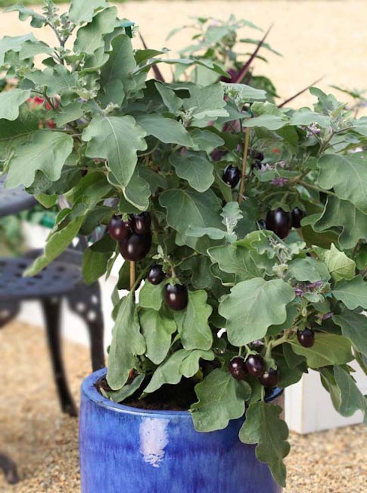 TOP 10 Miniature Vegetables to Grow in Pots | Top Inspired