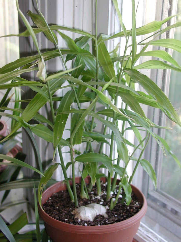 topGinger-growing-in-pot