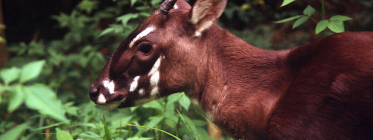 topLG-Saola_Hero_image_c_David_Hulse_WWF_Canon