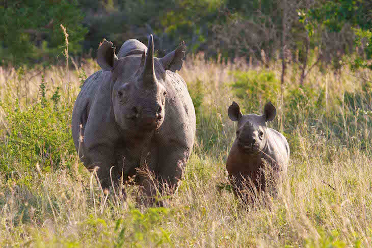 topblack_rhino_and_calf_pip_mortlock_low_res