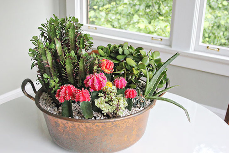 TOP 10 Beautiful Cactus Gardens for the Black Thumb | Top Inspired