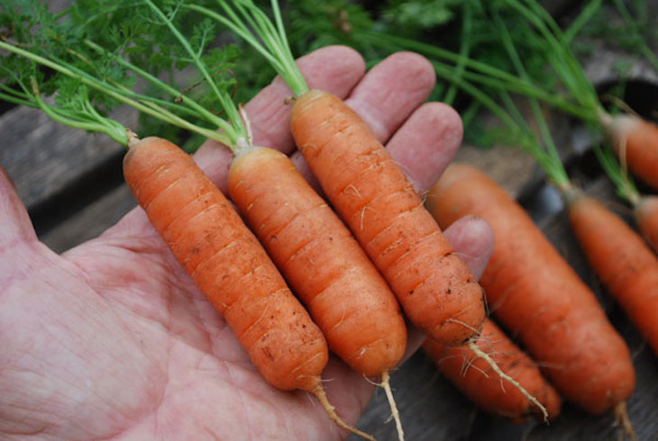 topgrowing-carrots-babette2-lg