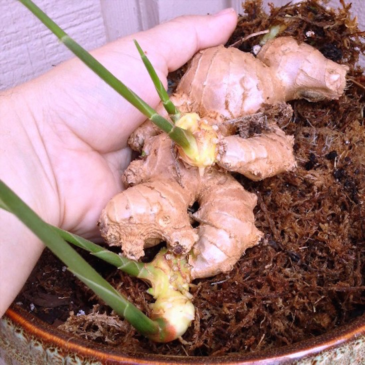 topgrowing-grocery-ginger