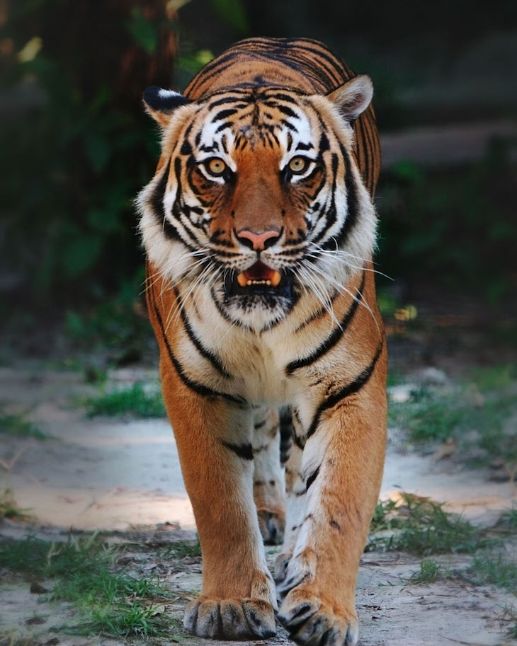 topindo-chinese-tiger