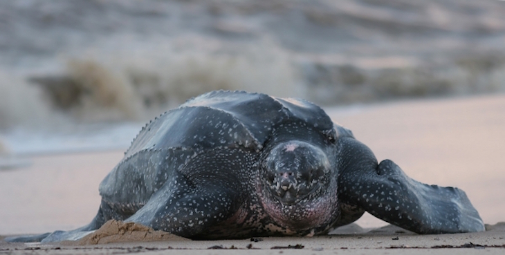 topleatherback-sea-turtle