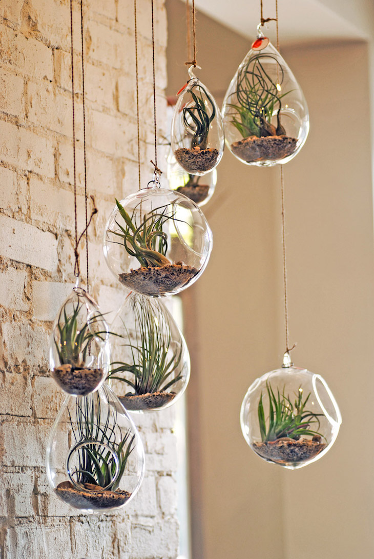 topCentro-Garden-Air-Plants