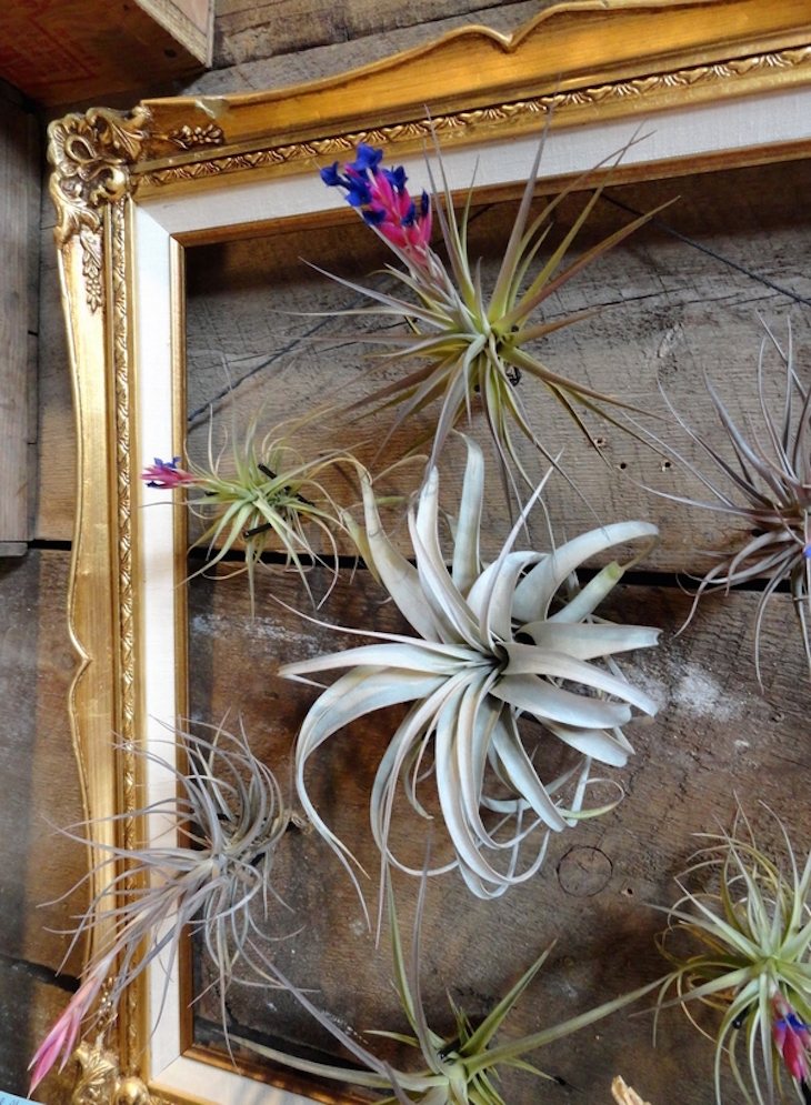 topmost-beautiful-air-plant-display-ideas-picture-frame-tillandsias