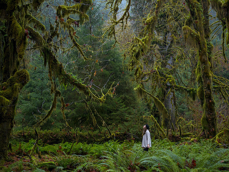 toptrees-olympic-national-park_77892_990x742