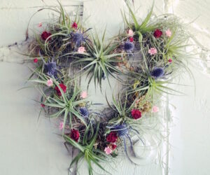 Top 10 Beautiful Air Plant Decor Ideas