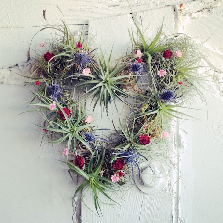 toptrend-air-plant-art-with-pictures-air-plant-idea-on-designs