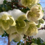 topchopingarten_20121009_1602437433-150x150 topchopingarten_20121009_1602437433-150x150