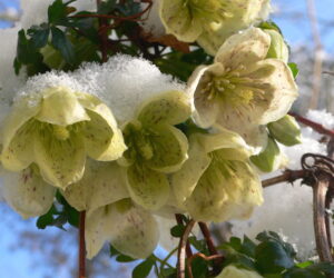 Top 10 Winter Plants To Brighten Up Your Balcony