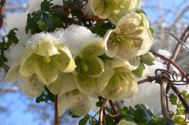 TOP 10 Winter Plants To Brighten Up Your Balcony | Top Inspired