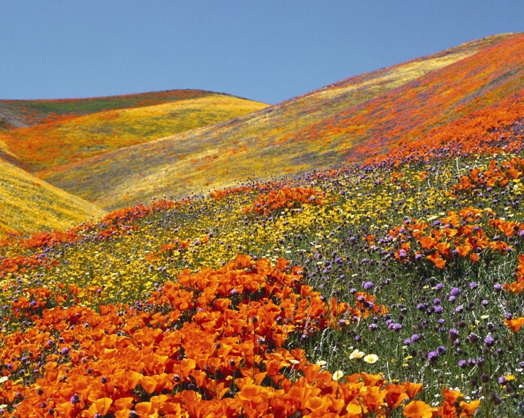 Antelope-Valley-Poppy-Reserve