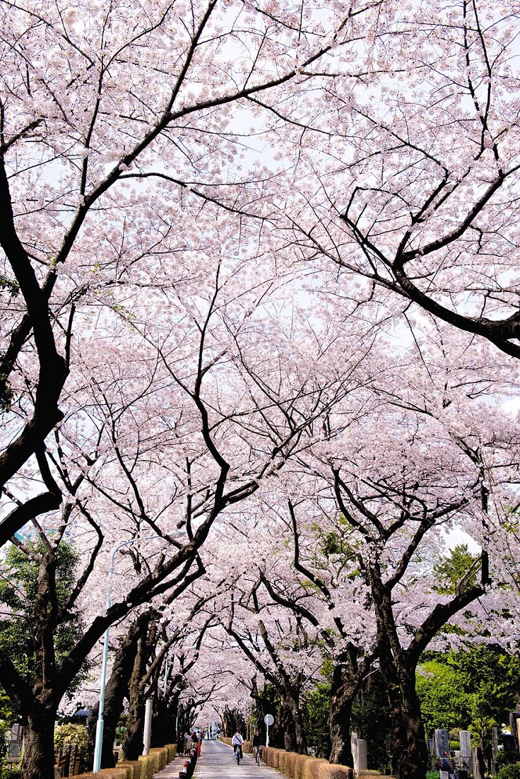 Cherry-Blossom-in-Tokyo