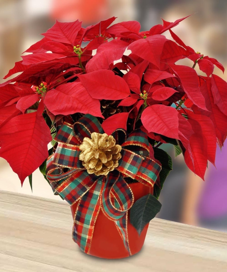 Choosing-The-Perfect-Poinsettia