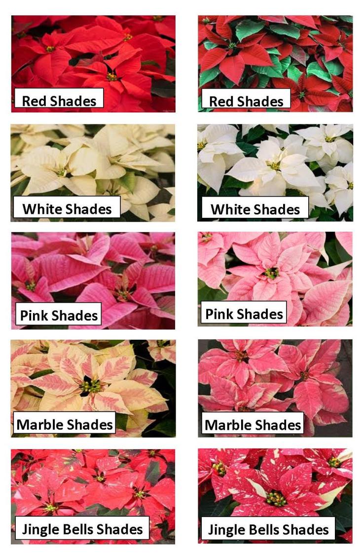 Feeding-Your-Poinsettia