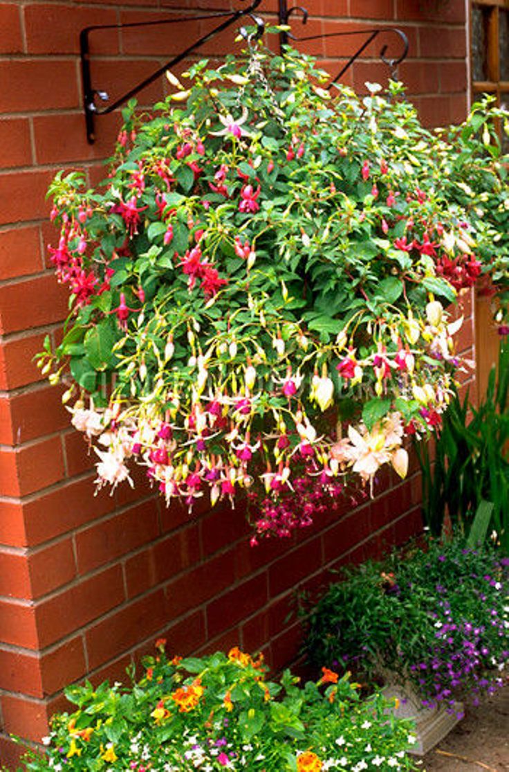  Top  10 Plants  for Stunning Hanging  Baskets 