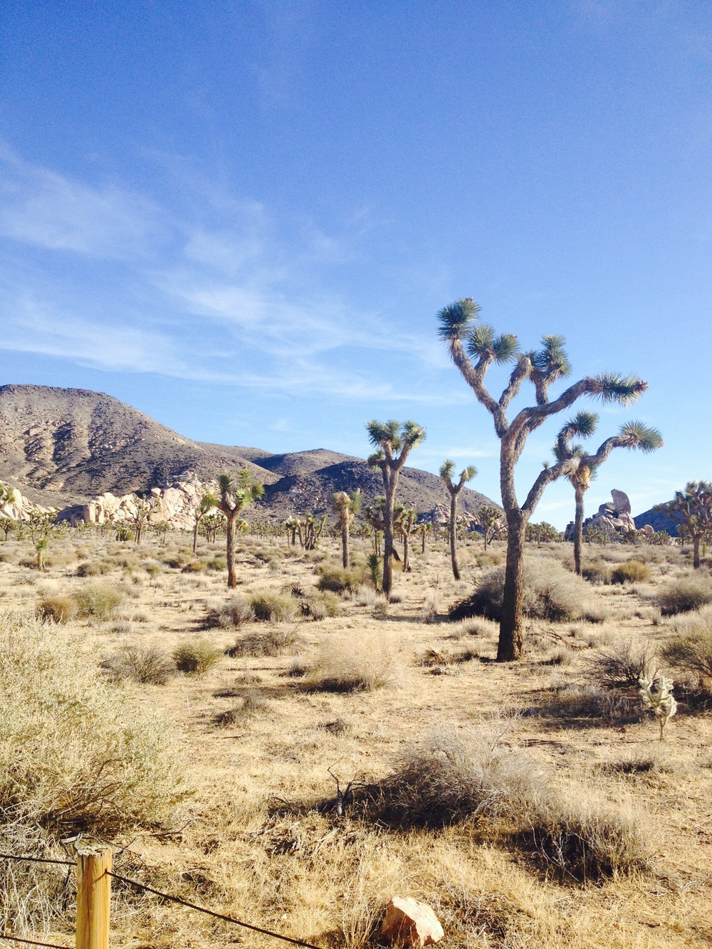 Joshua-Tree-National-Park