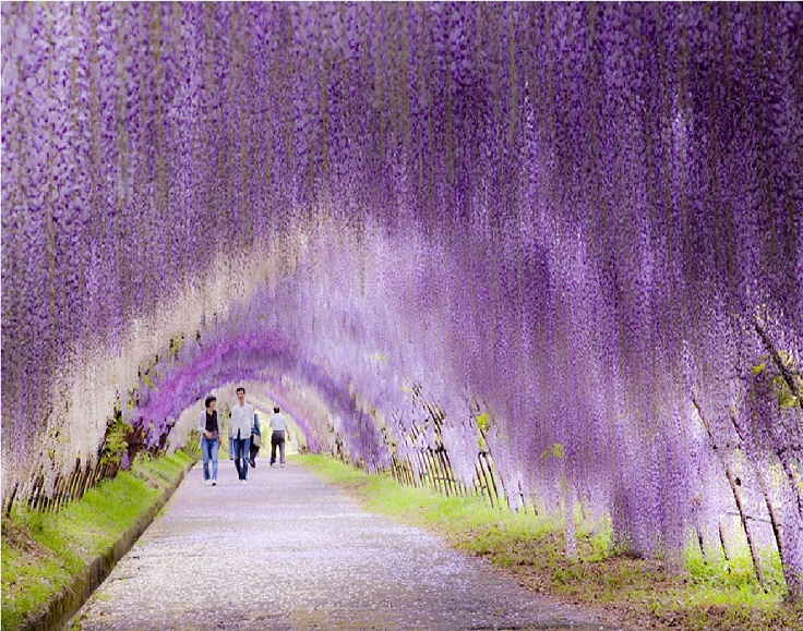 Kawachi-Fuji-Garden