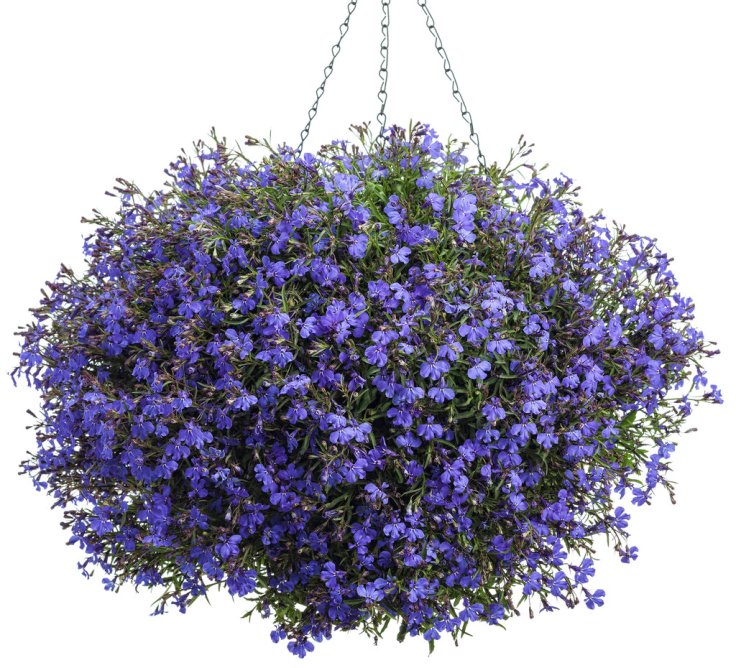 Lobelia