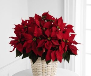 Top 10 Year-Round Care Tips for Christmas Poinsettias