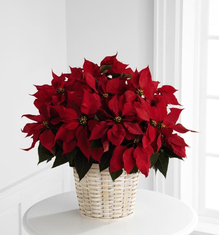 Placing-Your-Poinsettia-in-The-Right-Spot