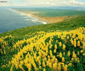 Top 10 Places in California for Nature Lovers
