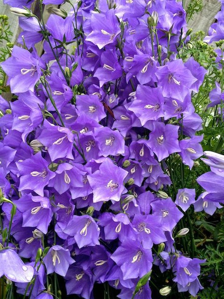 campanula