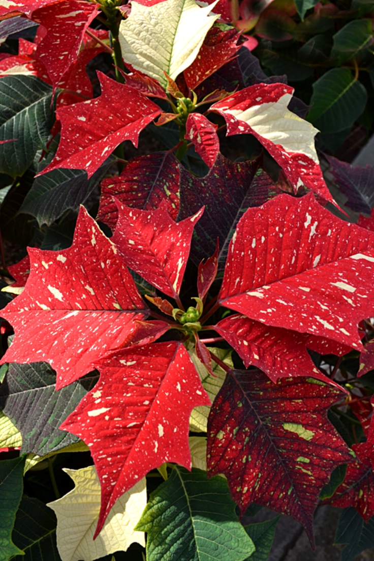 TOP 10 Year-Round Care Tips for Christmas Poinsettias - Top Inspired
