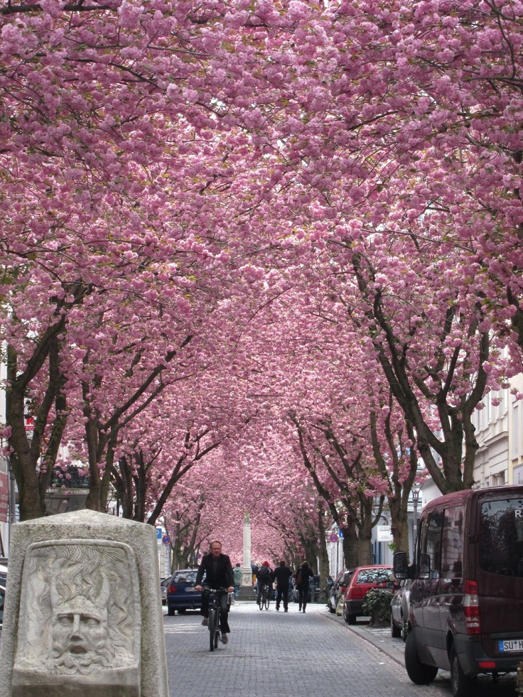 Cherry-Blossom-Germany