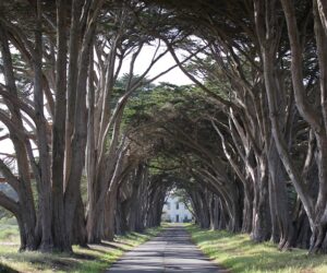 Top 10 Fascinating Tree Tunnels Across the World