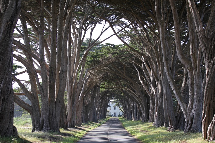 Cypress-Tree-Tunnel-Point-Reyes