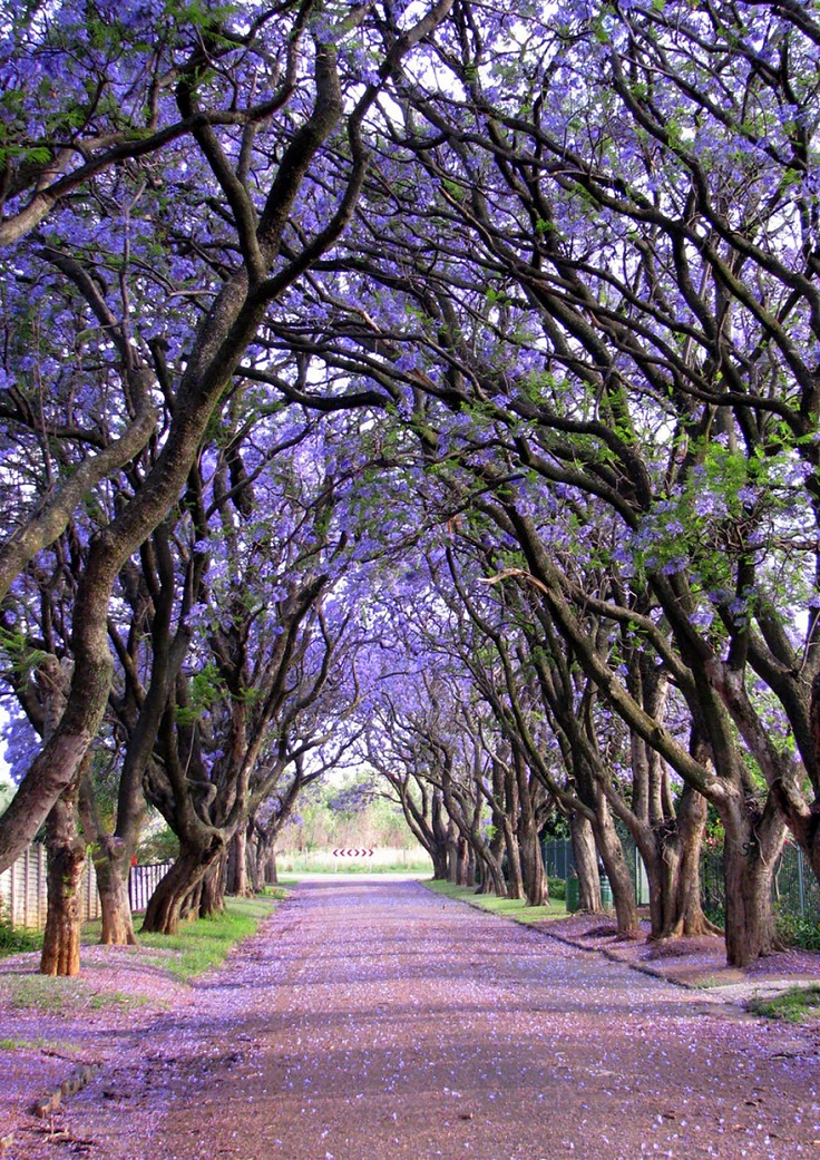 Jacaranda-Tree-Tunnel-South-Africa