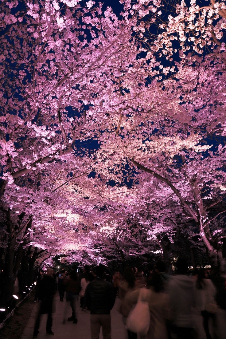 Sakura-Tree-Tunnel-Japan