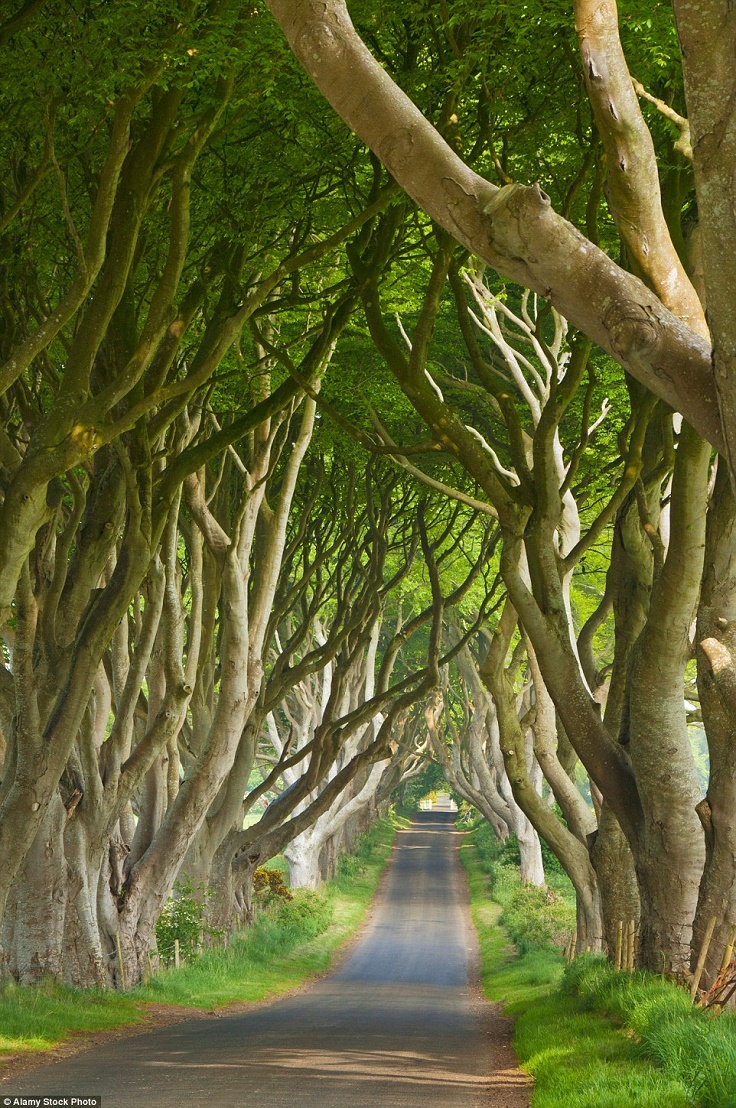 The-Dark-Hedges-Northern-Ireland