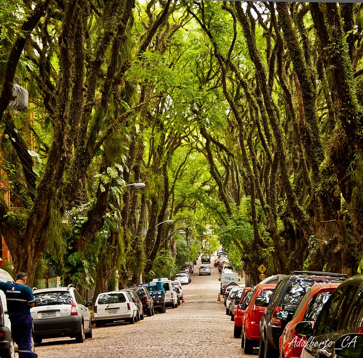 Tree-Tunnel-Brasil