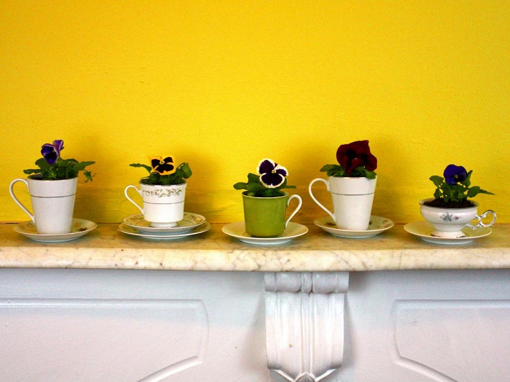 Teacups-as-Planters